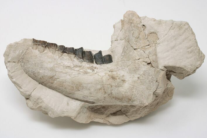 Fossil Running Rhino (Subhyracodon) Left Mandible - Wyoming #197375